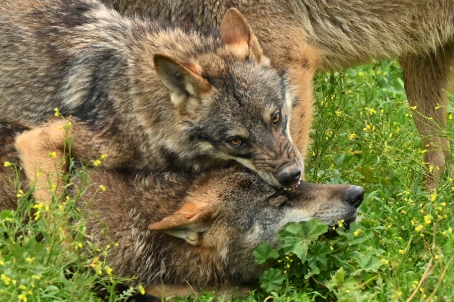 Nikon Z6 II entre lobos.