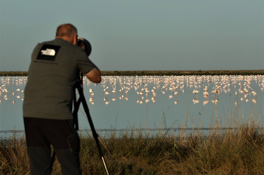 Algunos consejos para fotografiar Aves 