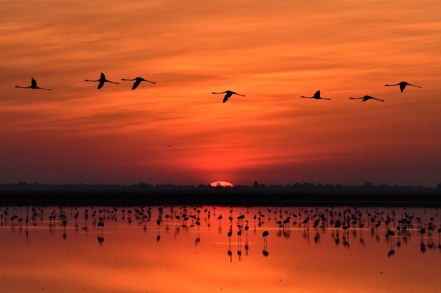 Amaneceres y atardeceres de ensueño en Doñana.