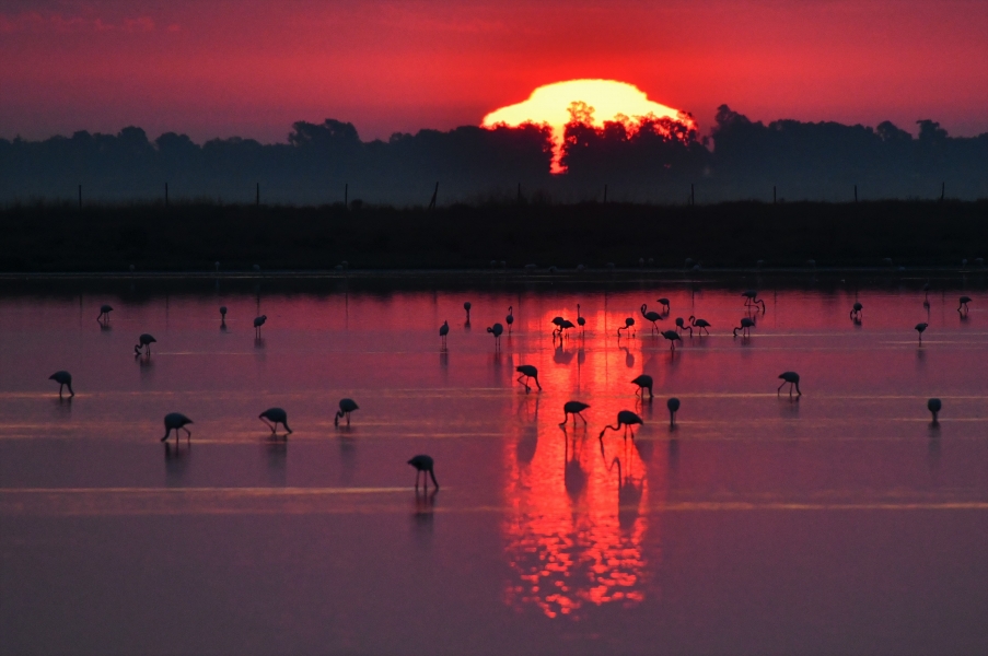 Amaneceres y atardeceres de ensueño en la marisma de Doñana.