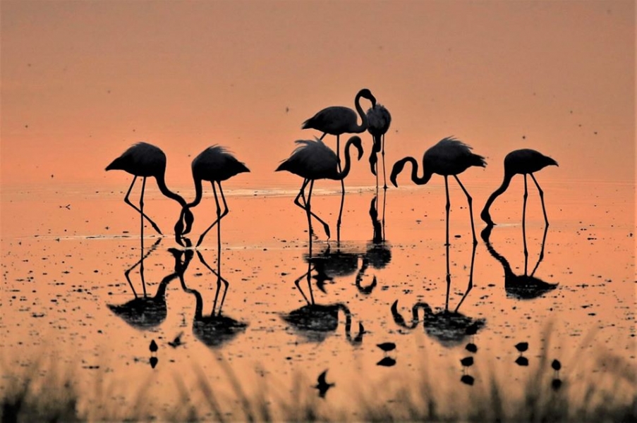 Disfrutando de Doñana  durante tres días 