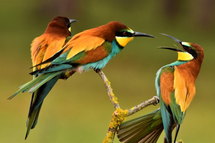 Época de Abejarucos-Algunos consejos para fotografiarlos  