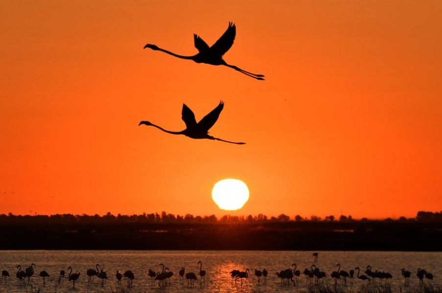 Fotógrafos al amanecer en la marisma de Doñana sábado 25 junio 2022  