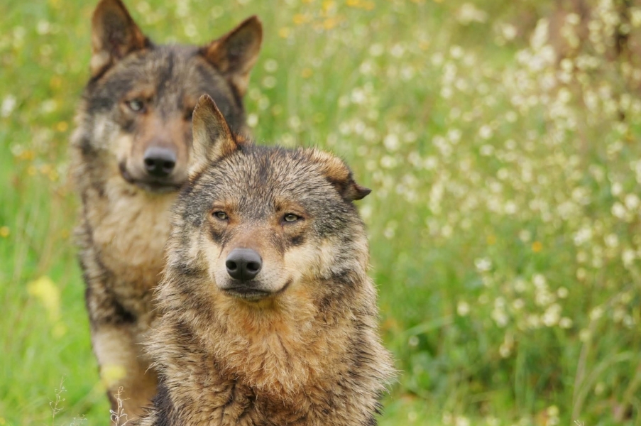 Fotógrafos comprometidos con la conservación del lobo ibérico