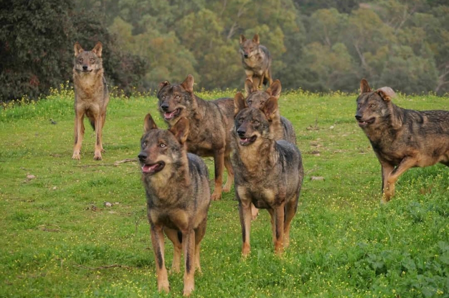 Fotógrafos cordobeses por la conservación del lobo Ibérico