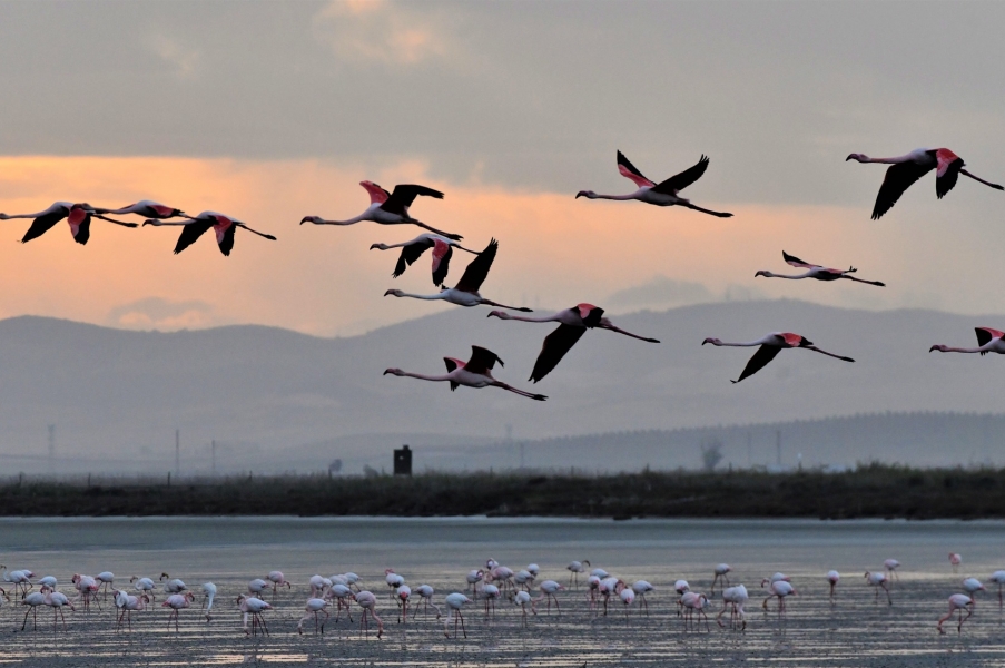 Fotógrafos en Doñana fotografiando un amanecer mágico mejores imágenes taller 18-02-2023   