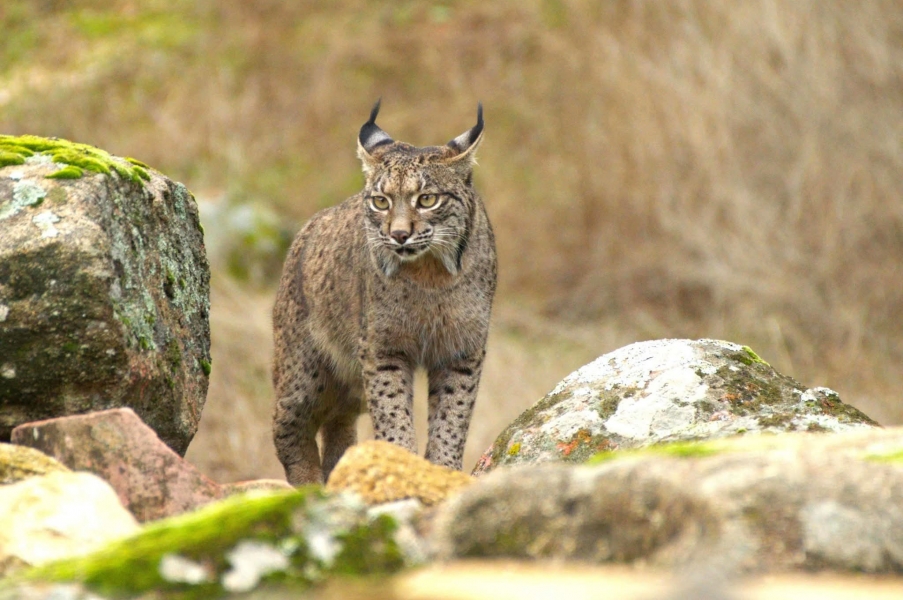 Fotógrafos por la conservación del lince Ibérico 08,09 y 10 agosto 2025   