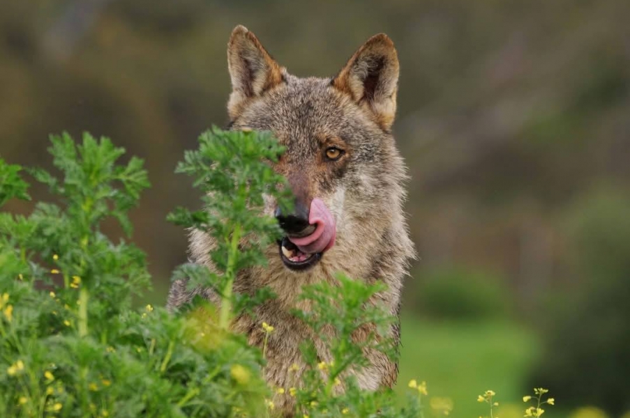 Fotógrafos por la conservación del Lobo Ibérico 23 noviembre 2024   