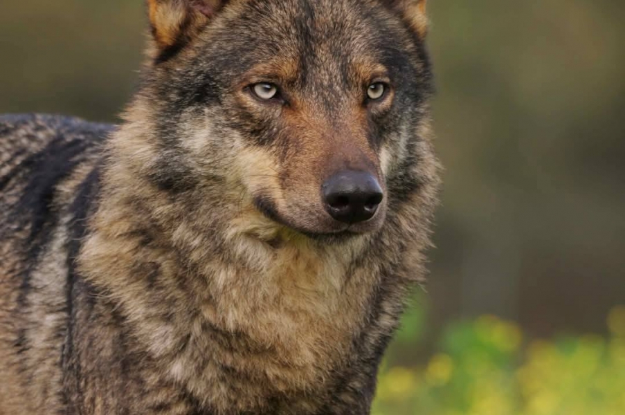 Fotógrafos por la conservación del lobo ibérico 29 marzo 2025   