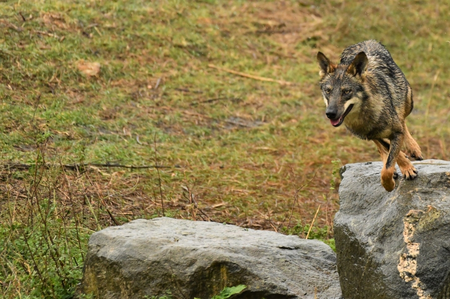 Fotógrafos por la conservación del lobo.   