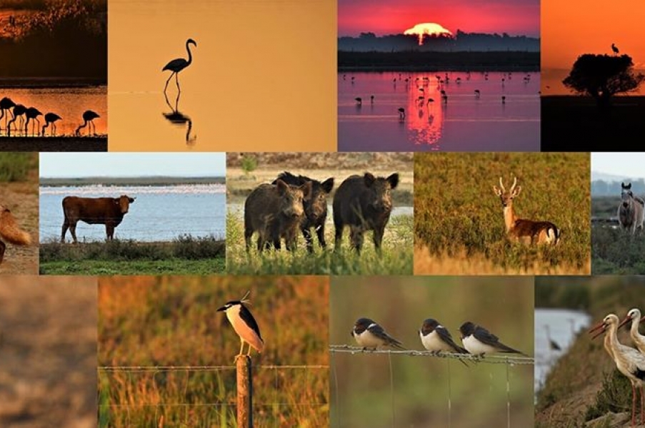 Las cuatro estaciones en la marisma de  Doñana a través de mis fotografías  