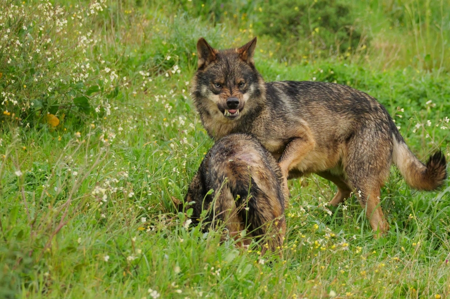 Lobos en época de celos y disputas mejores imágenes Taller Lobos 09-03-2024  