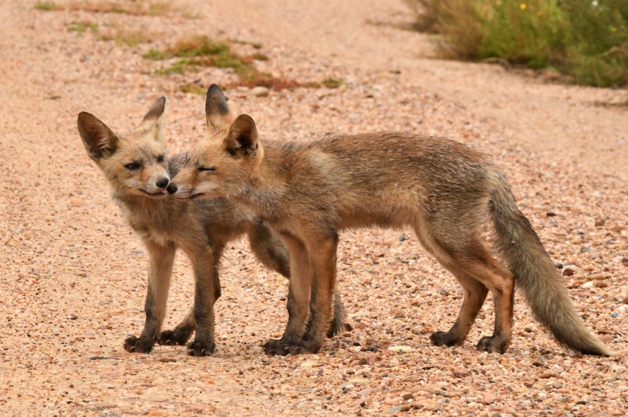 Los pequeños duendes de la Marisma de Doñana