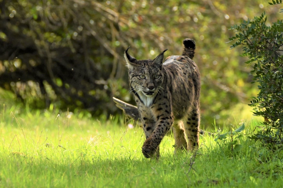 Las mejores Imágenes Taller La Magia de Andújar con tres linces-Bisontes-Ciervos-Águilas  9 marzo 2023  