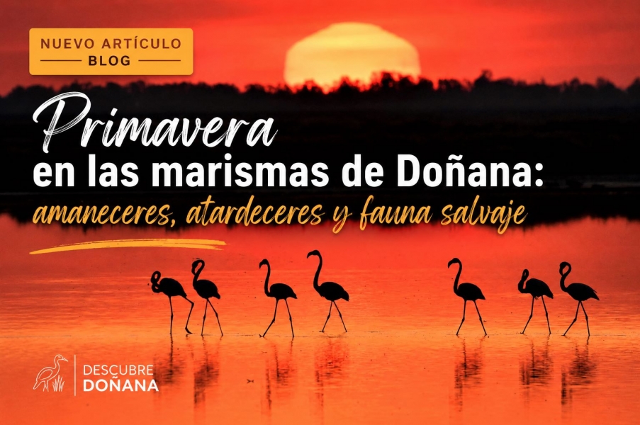 Spring in the Doñana Marshes: Sunrises, Sunsets, and Wildlife