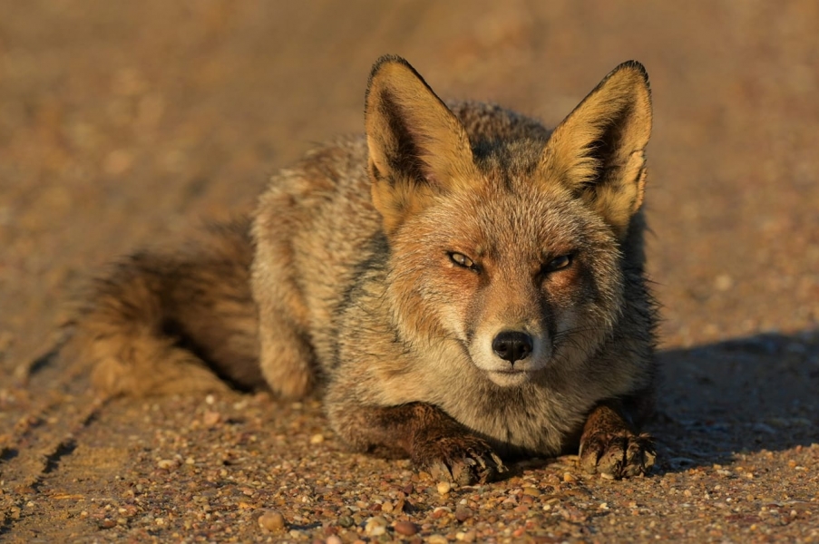 Zorros de la marisma de Doñana